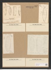 Surirella turgida W. Sm. (de-Toni-Nr.: Genus 53, Species 2237) Zeichnungen Sammlung Grunow Nr. 4663 (NHMW-BOT-W0372729)